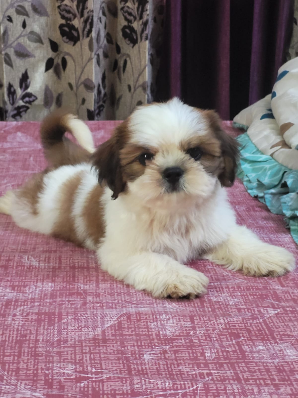 Shih Tzu Puppy