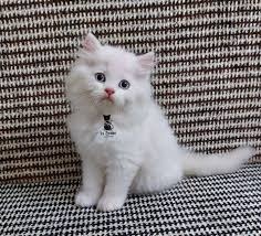 Persian Kitten