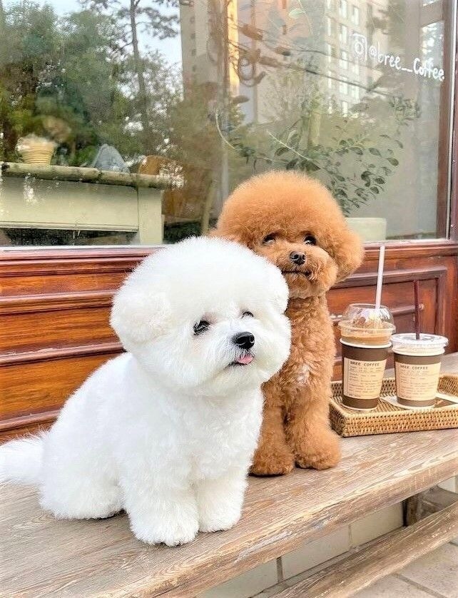 Bichon Frise Puppy