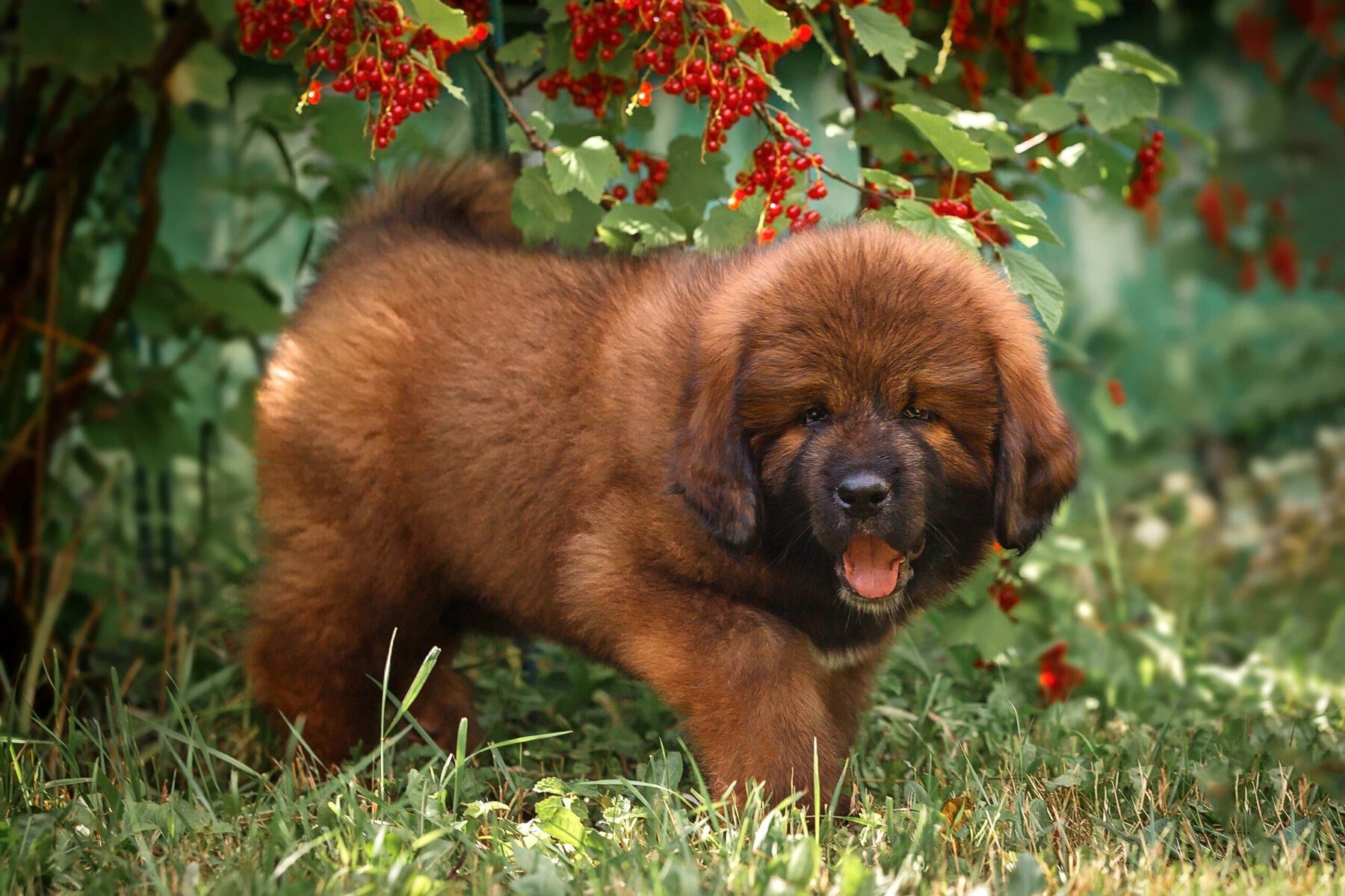 Tibetan Mastiff Puppy