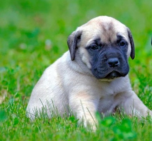 English Mastiff Puppy