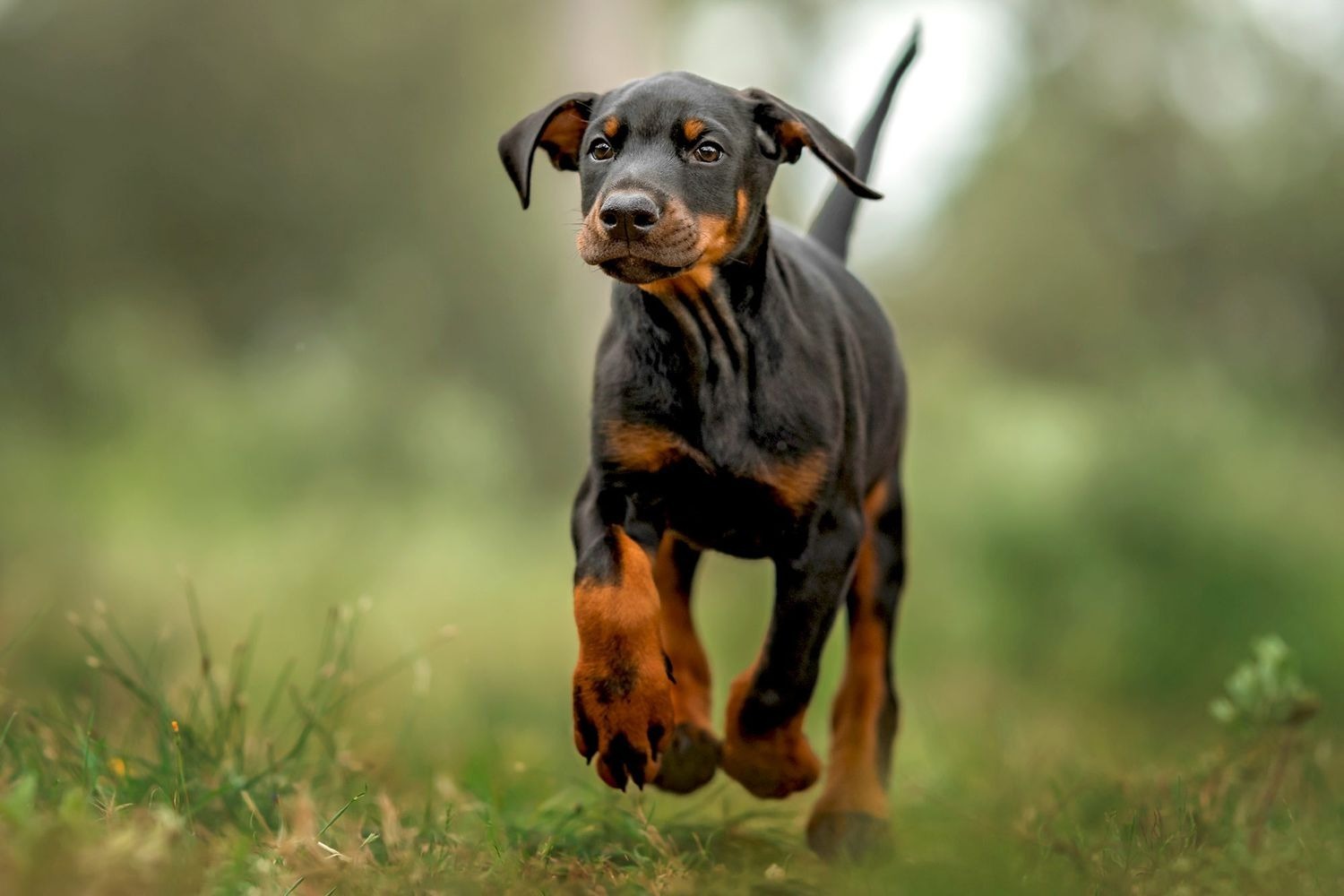 Doberman Puppy
