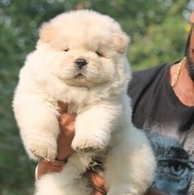 Chow Chow Puppy
