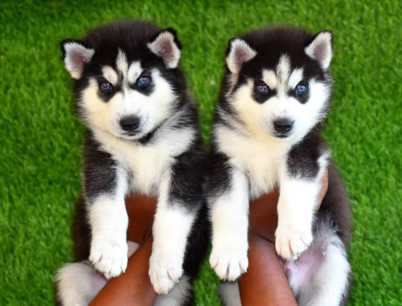 Siberian Husky Puppy