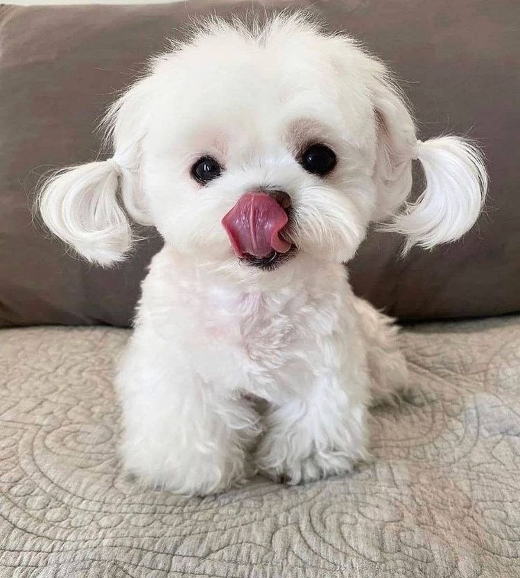 Maltese Puppy